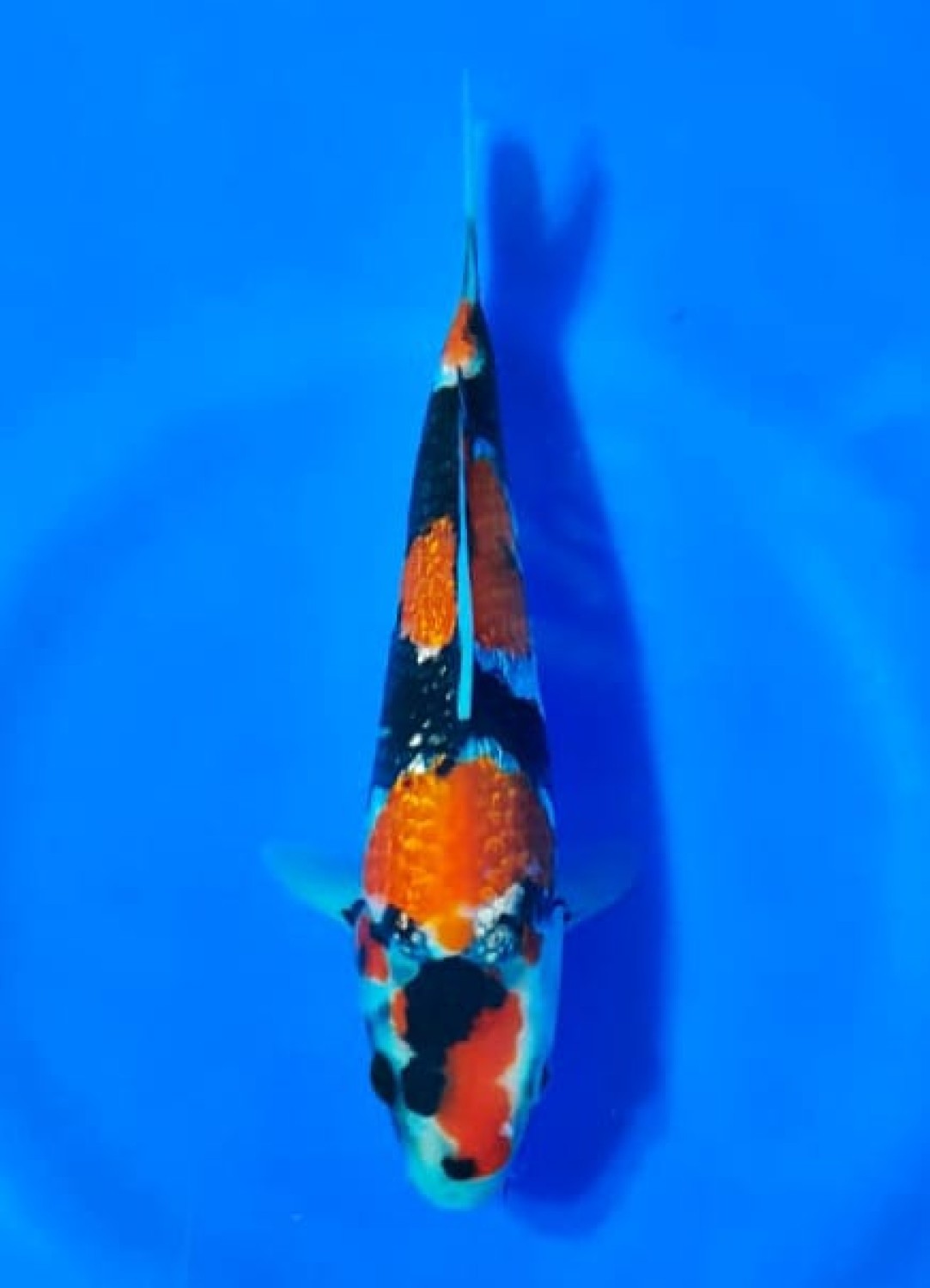 Juara 2