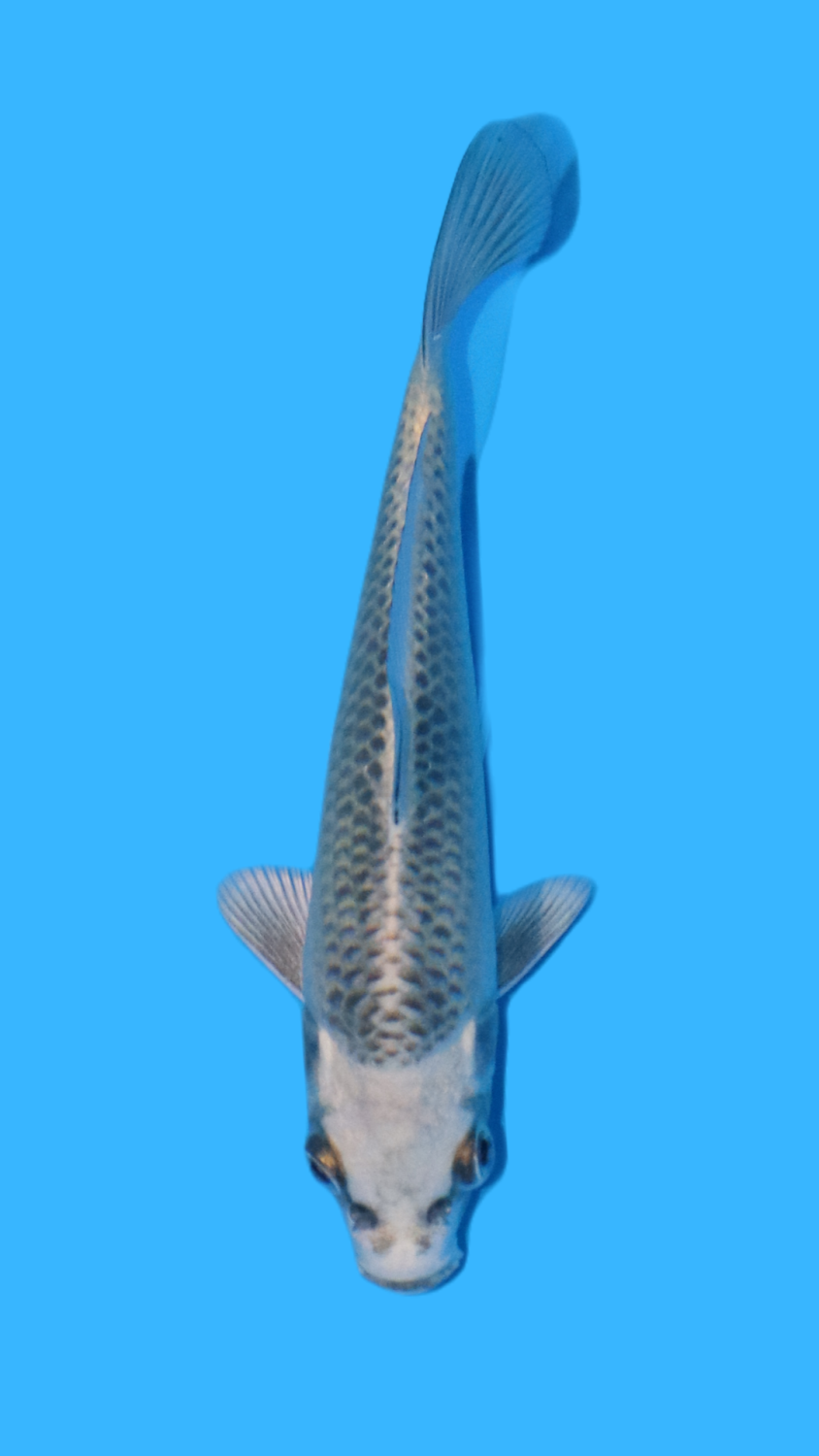 Juara 5