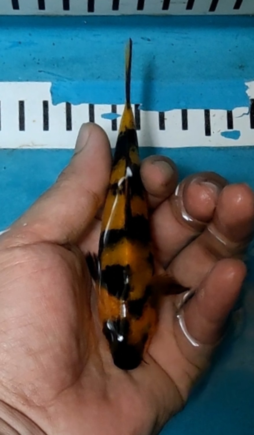 Juara 3