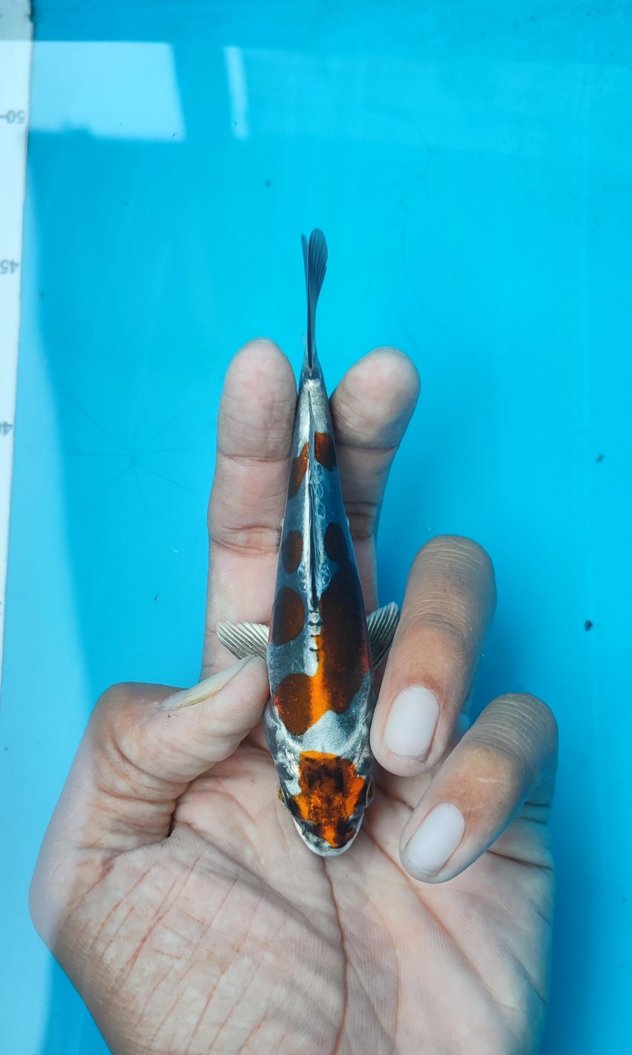 Juara 1