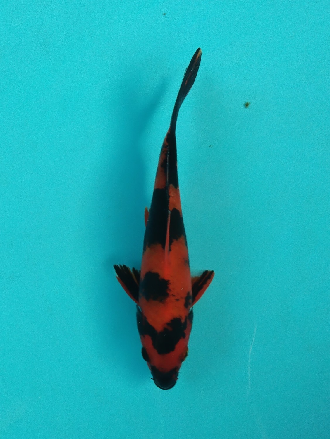 Juara 5