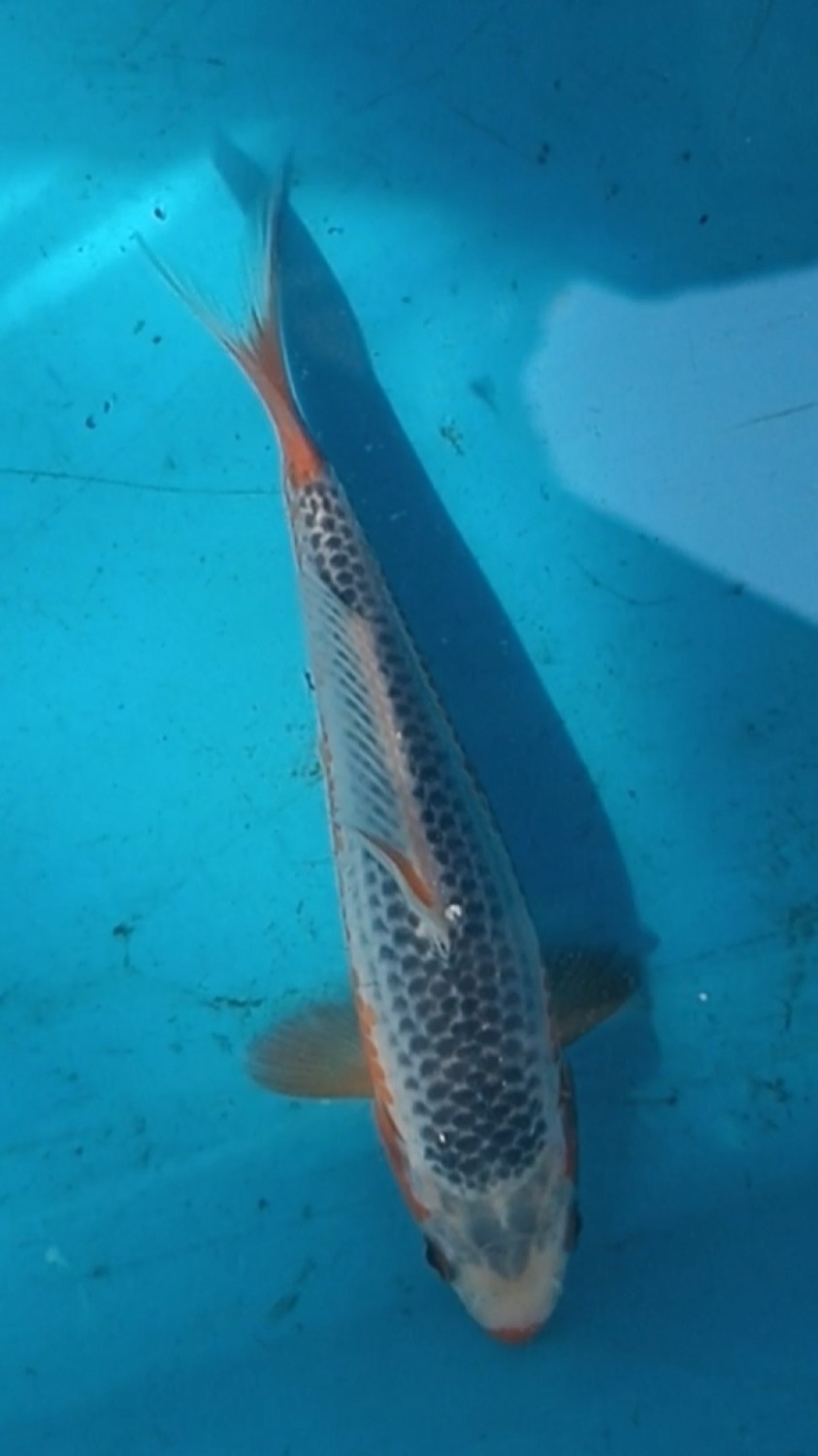 Juara 1