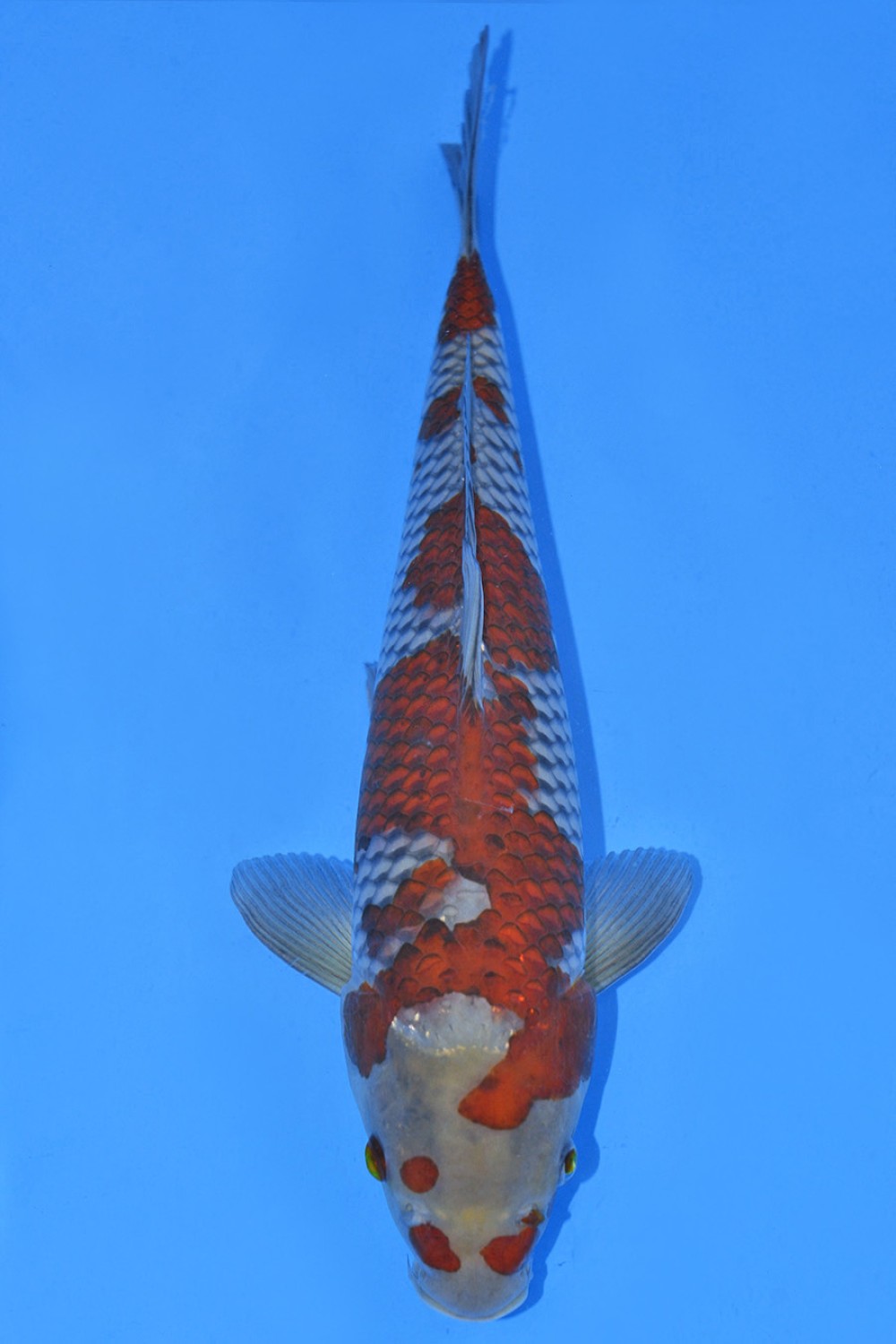 Juara 2