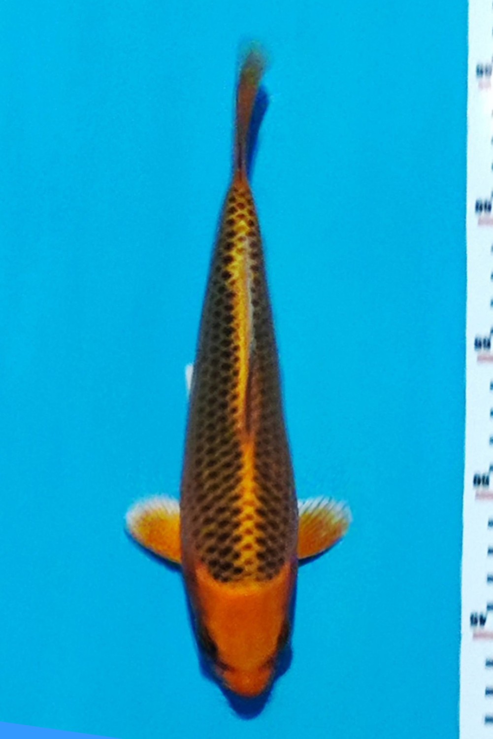 Best In Size E 21 - 25 cm