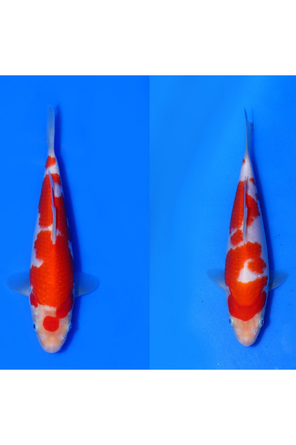 Best In Size A. Breeder 21 - 25 cm