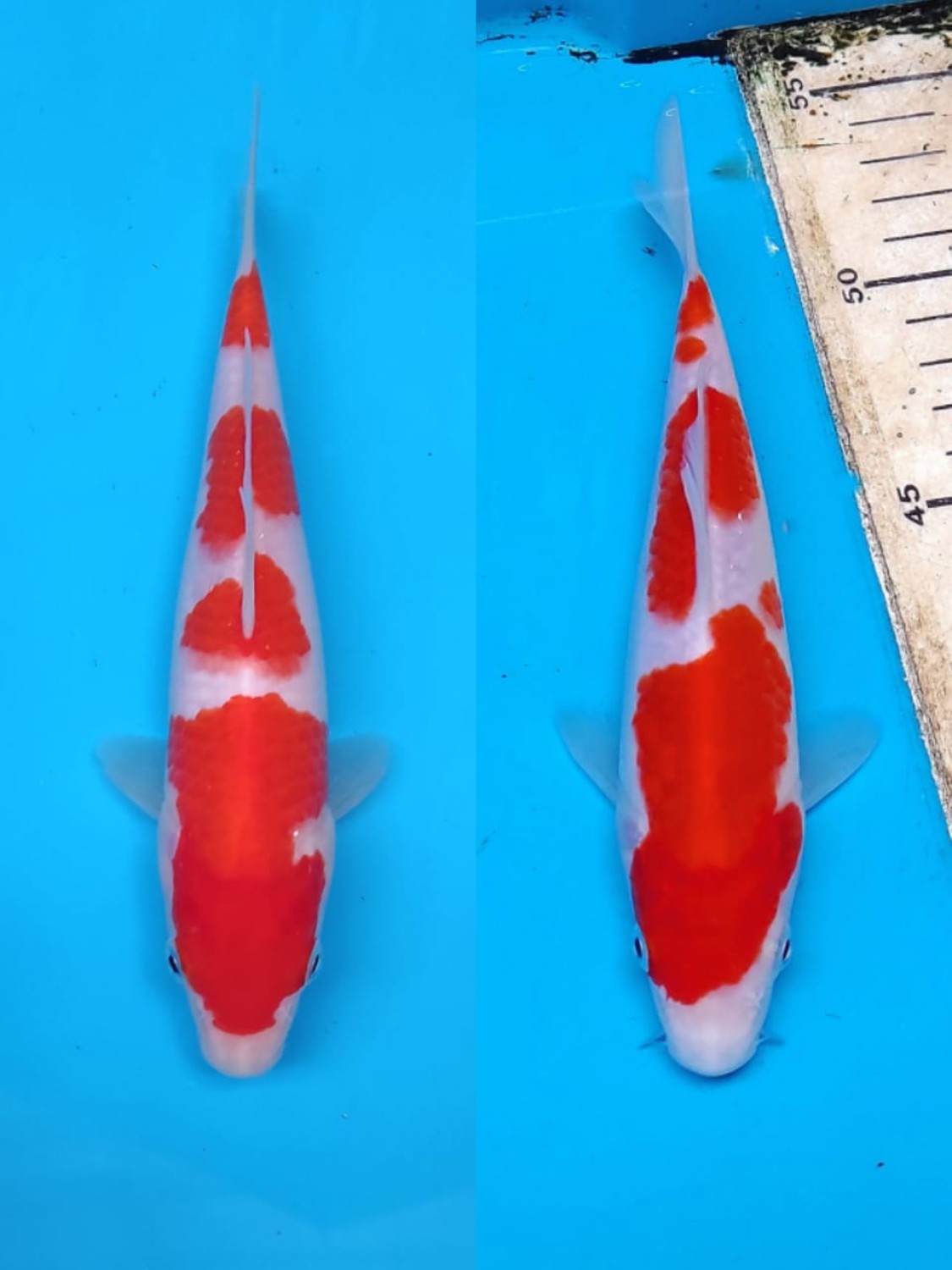Best In Size A. Breeder 16 - 20 cm