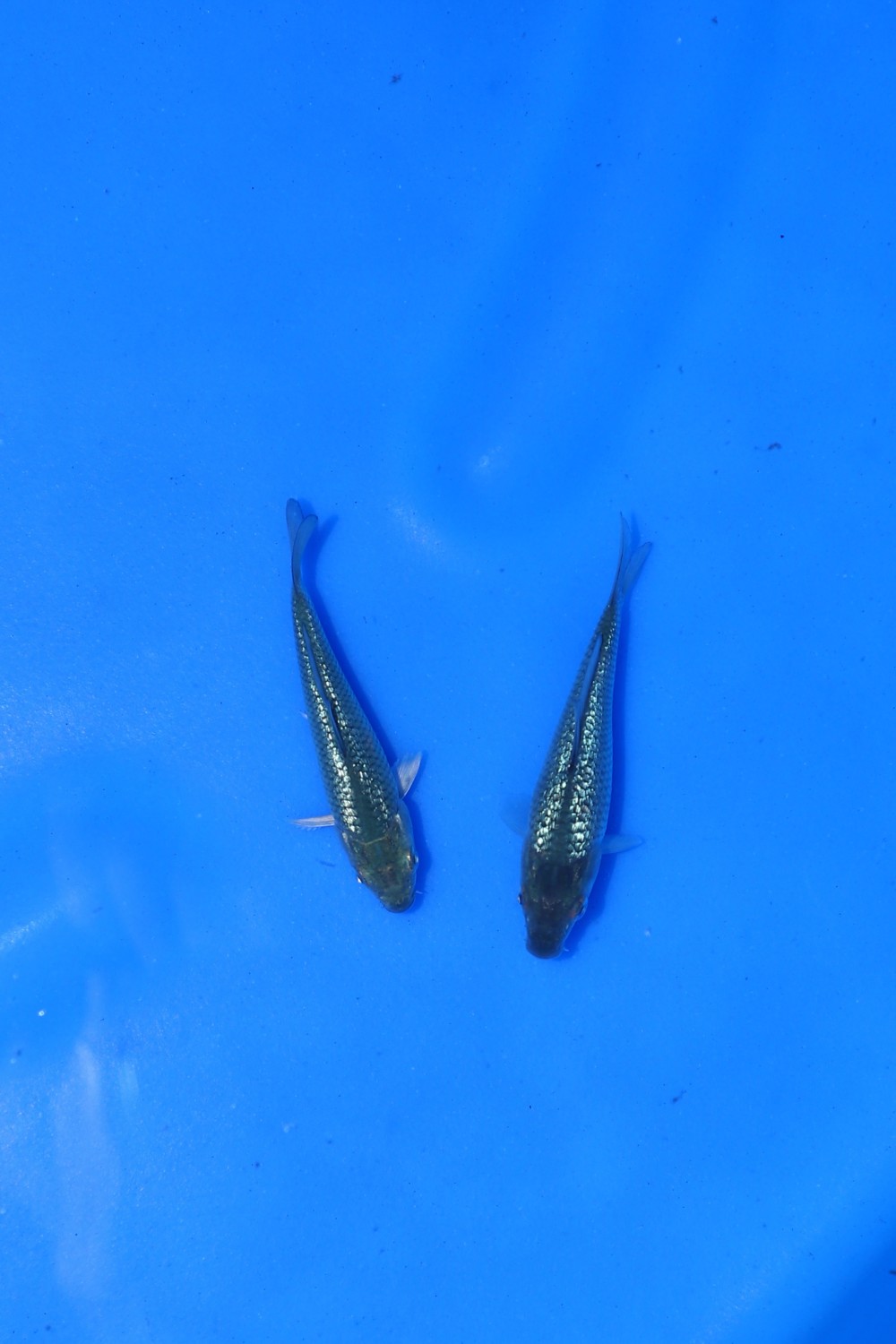 Best In Size D. Breeder 01 - 12 cm