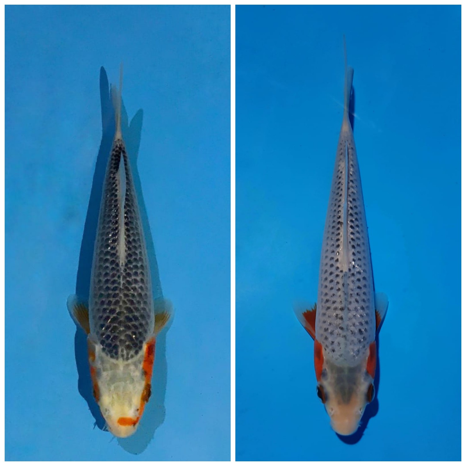 Juara 1