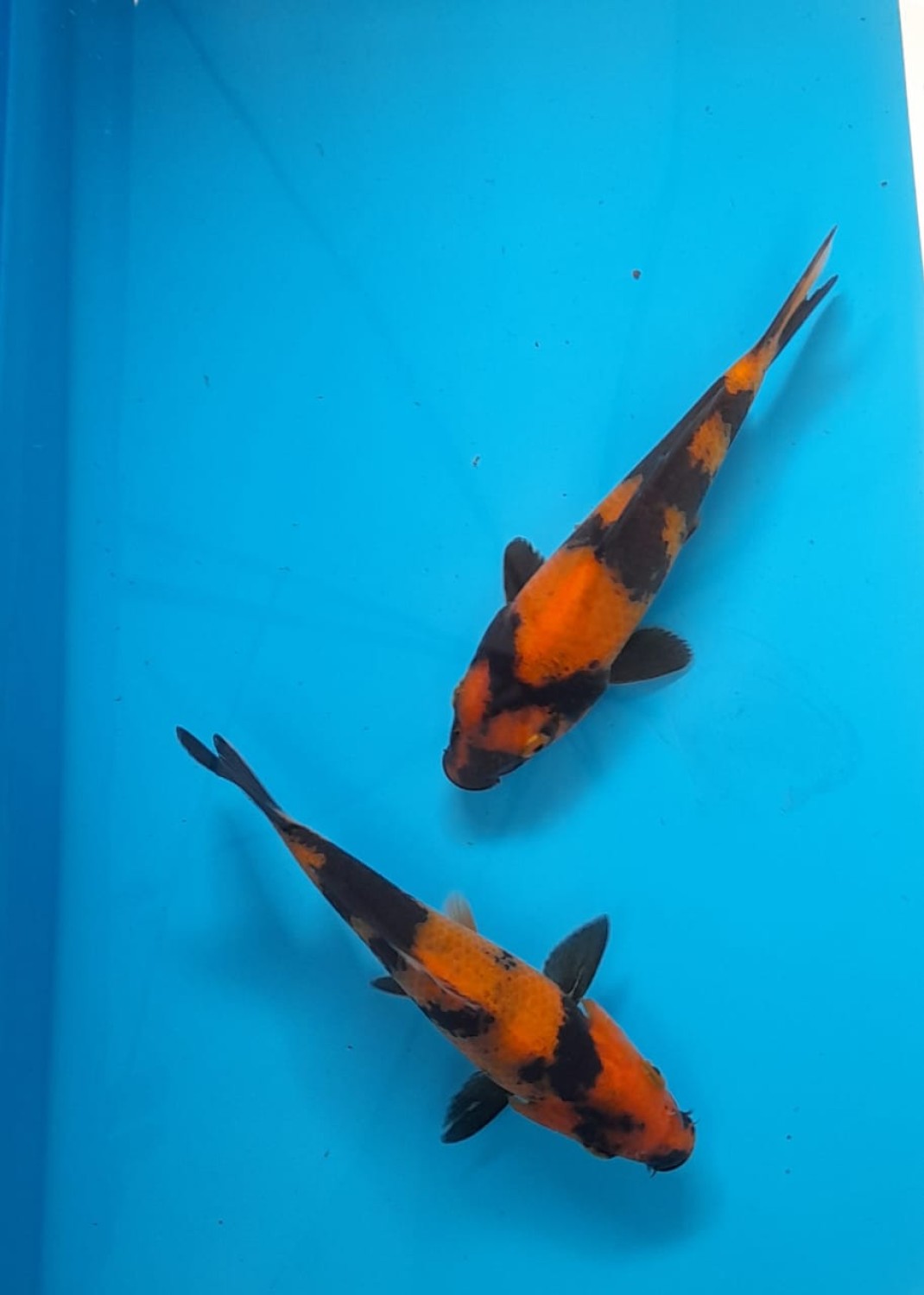 Best In Size C. Breeder 13 - 15 cm