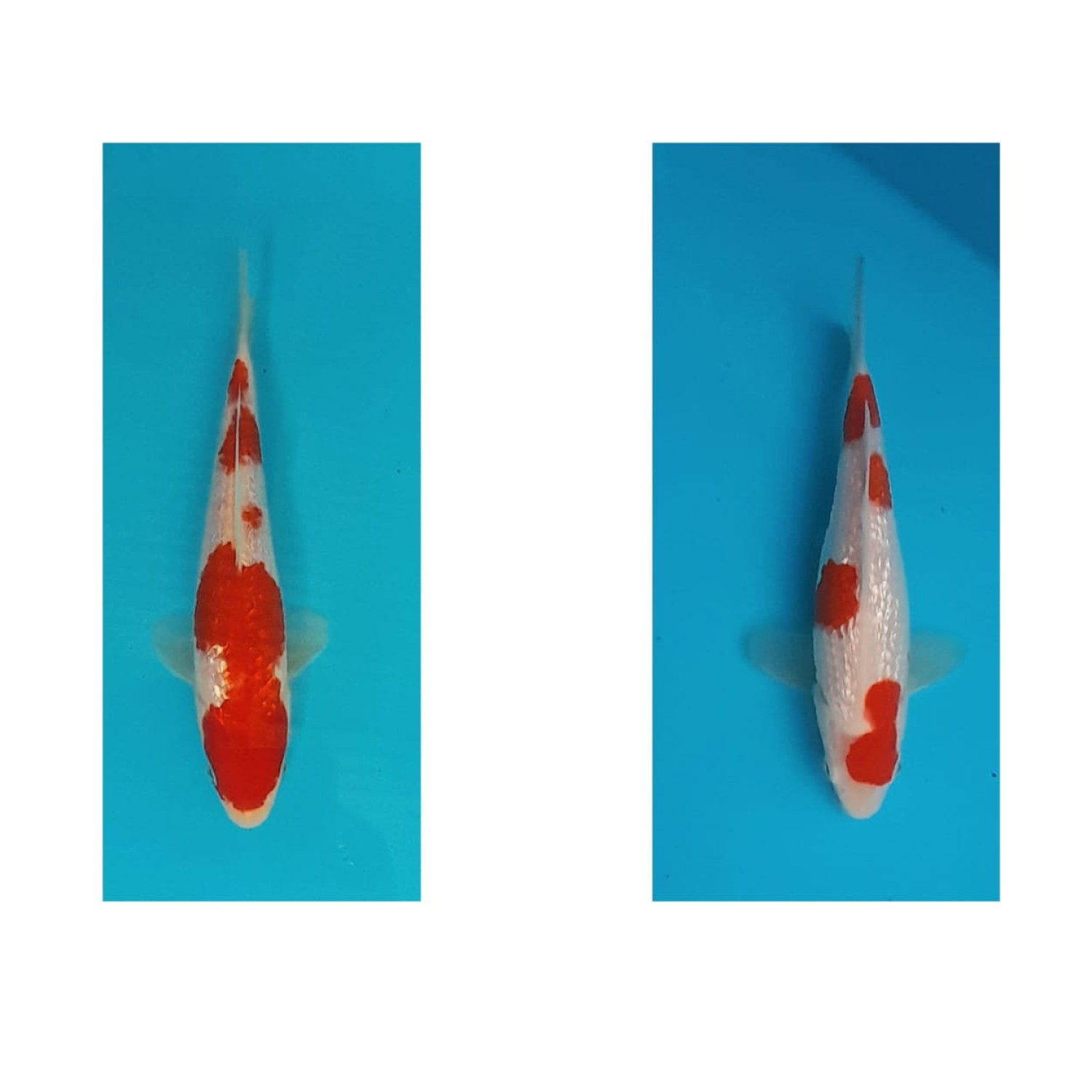 Best In Size B. Breeder 13 - 15 cm