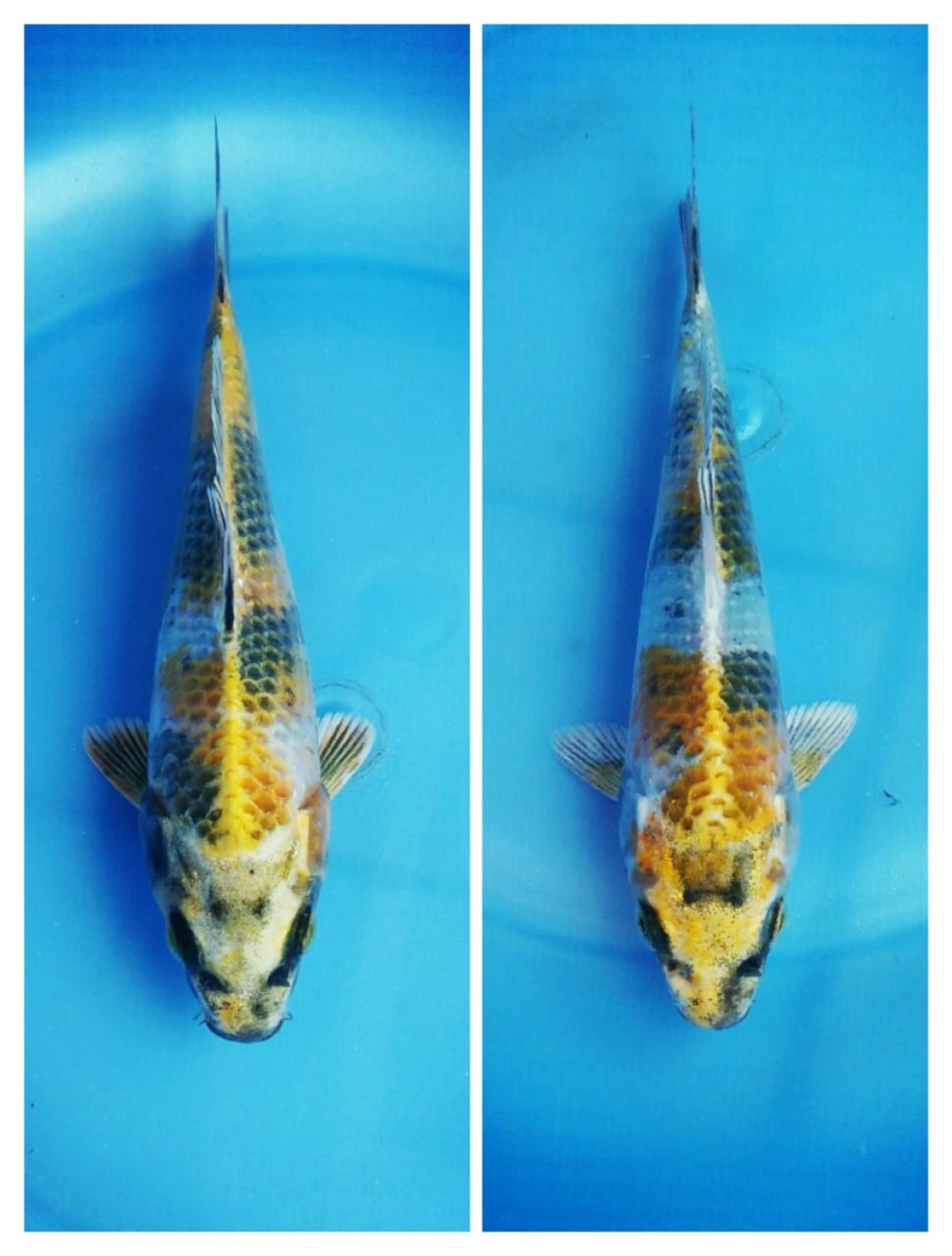 Mini Champion B. Breeder