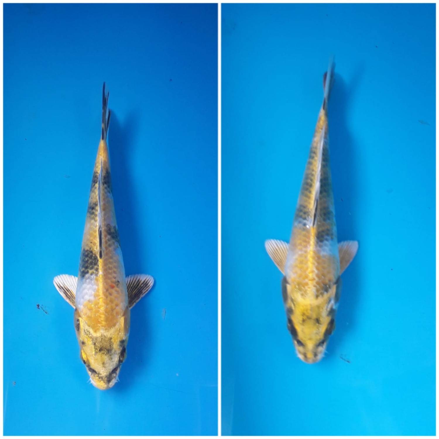 Best In Size B. Breeder 16 - 20 cm