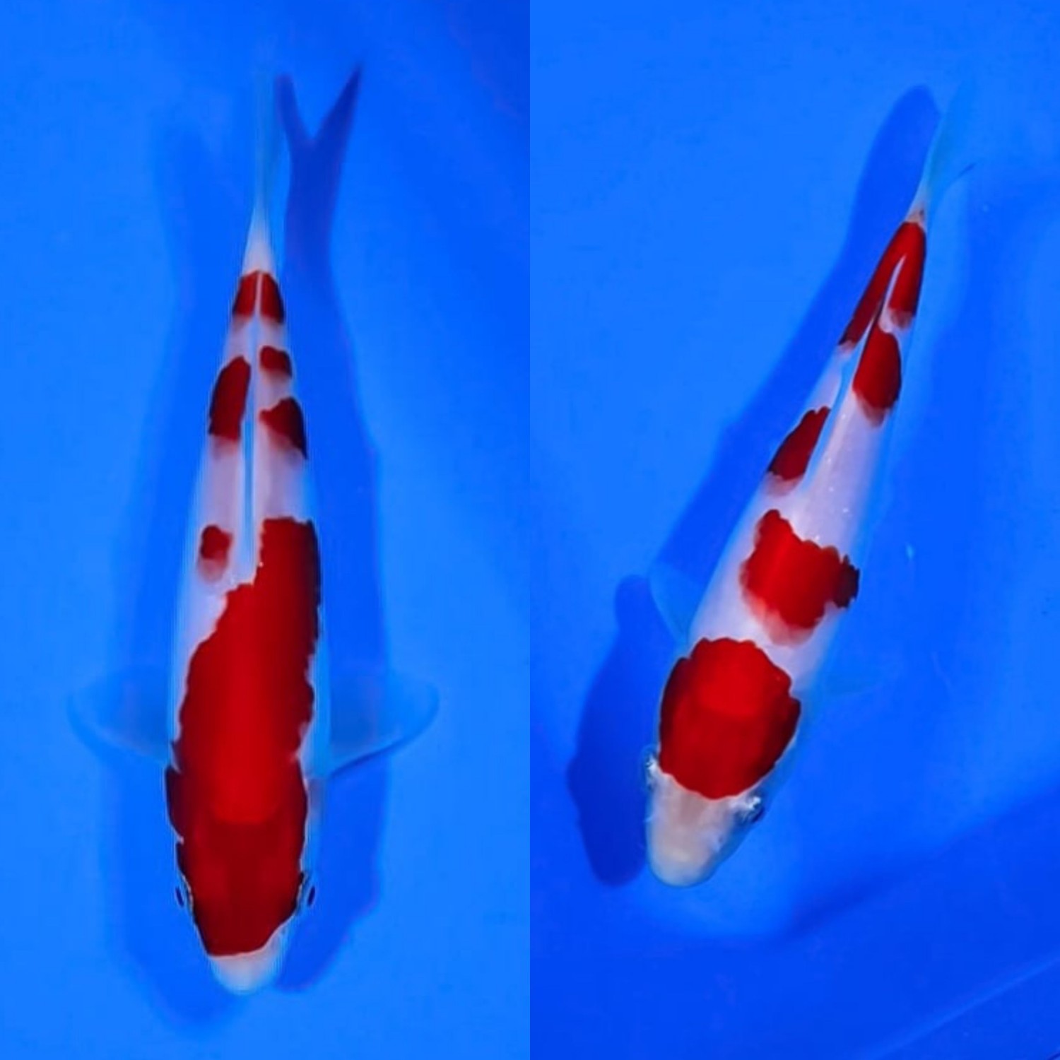 Best In Size A. Breeder 13 - 15 cm