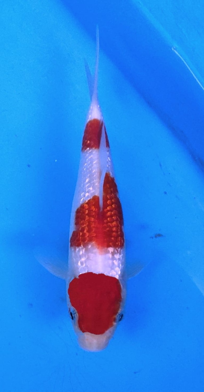 Juara 5