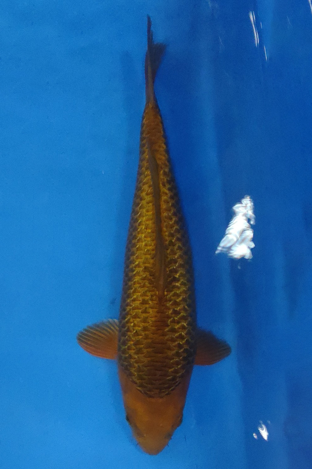 Juara 4