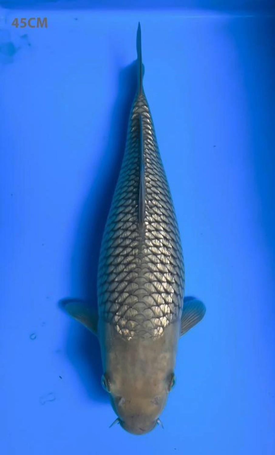 Juara 4