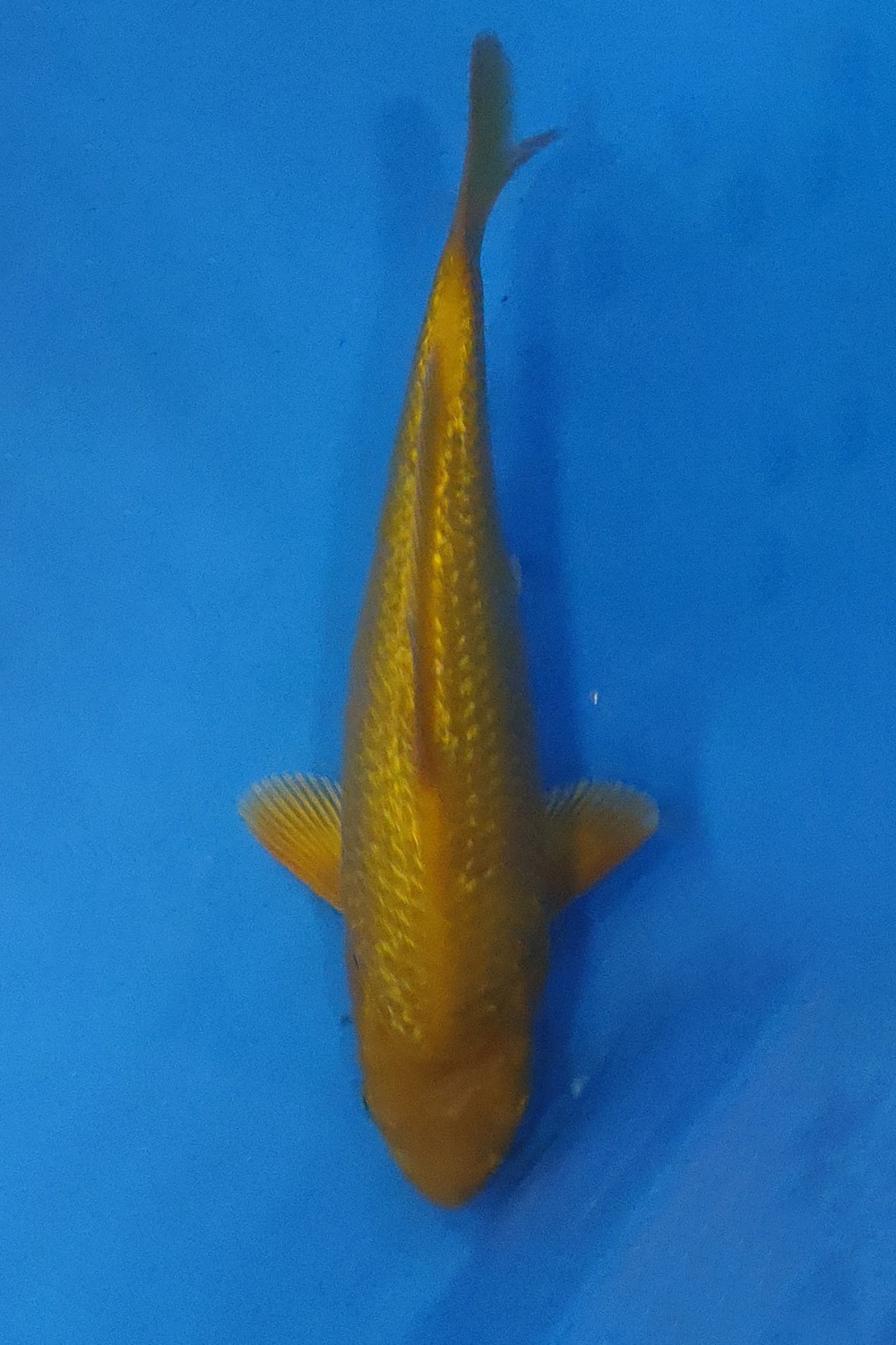 E. Kamboja Baby Champion