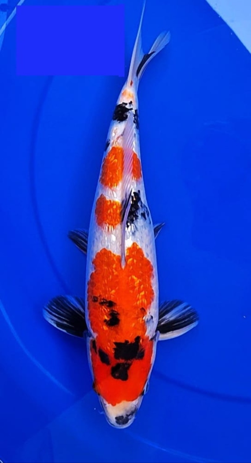 Juara 4