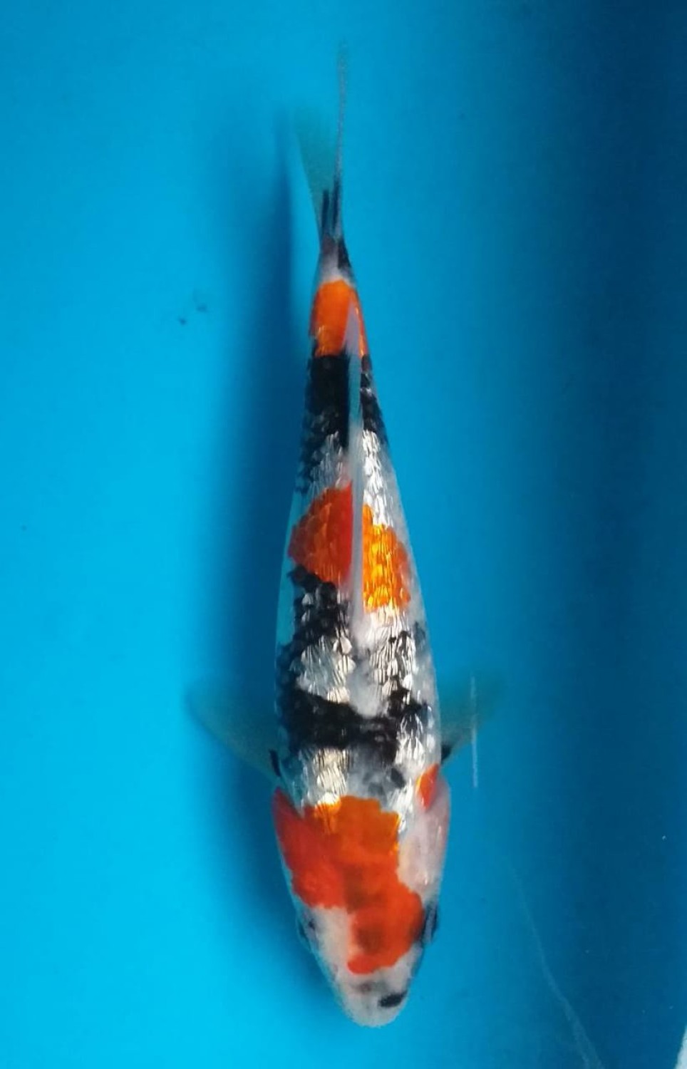 B. Melati Mini Champion