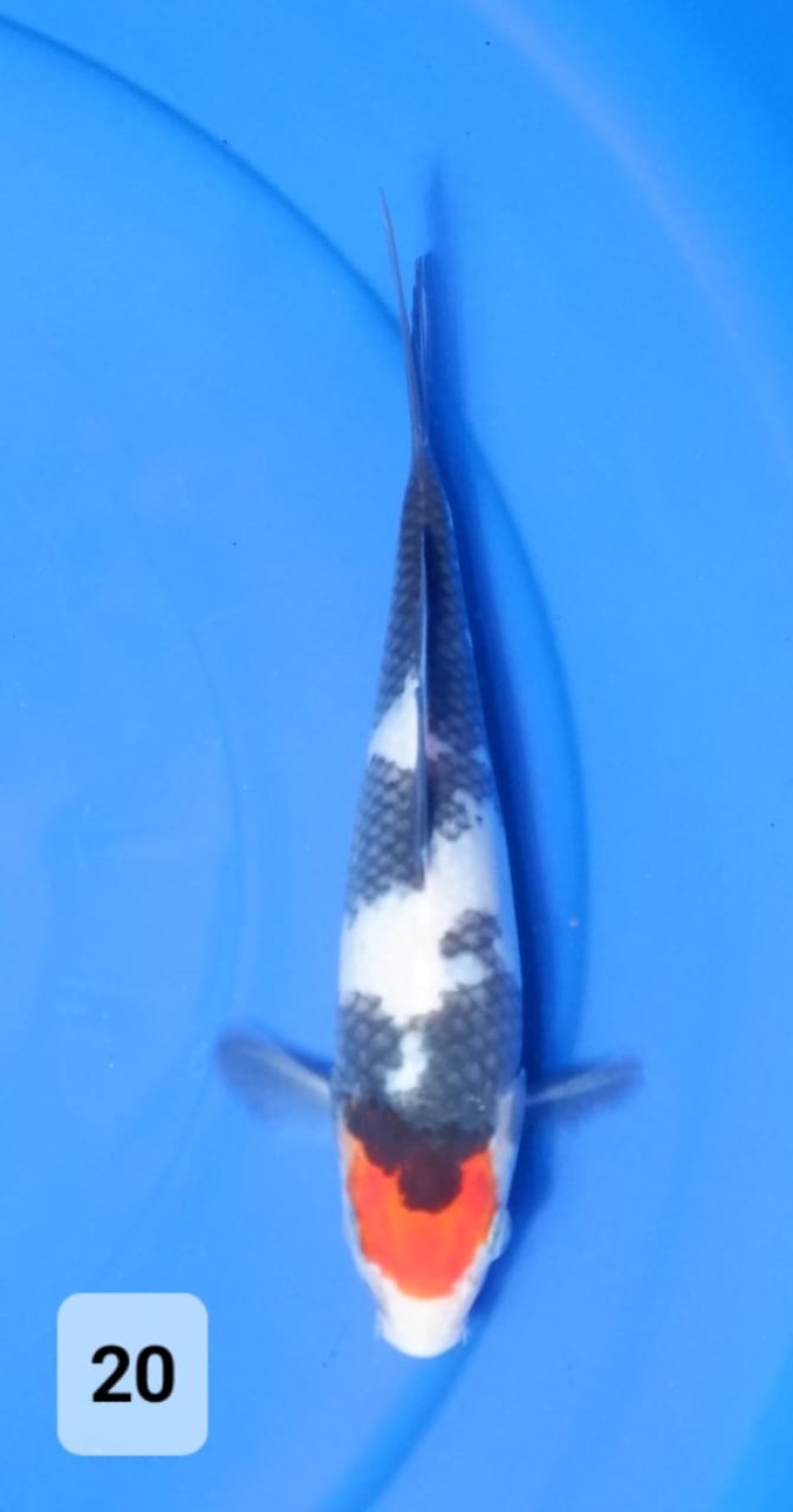 Juara 4