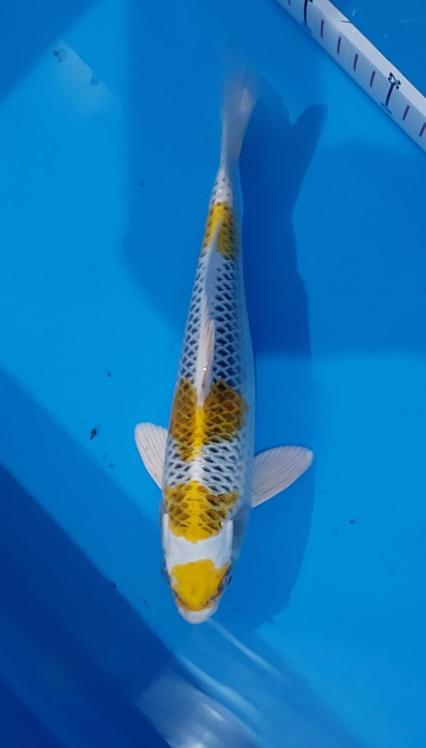 Juara 1
