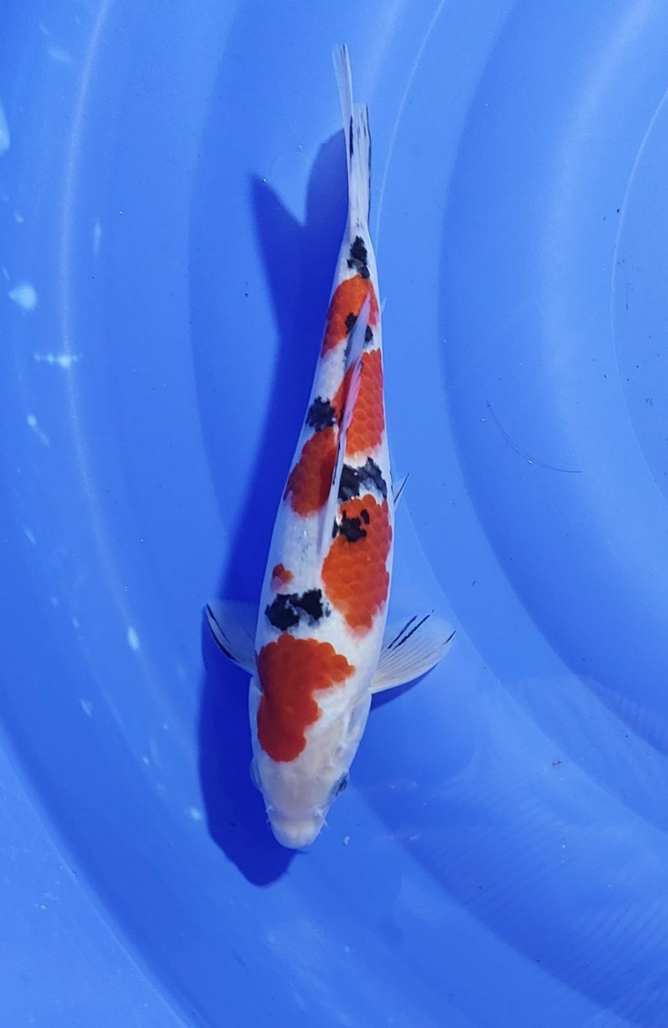 Juara 1