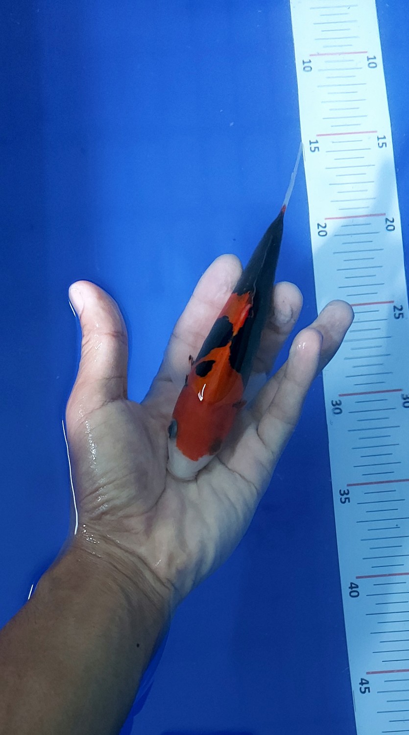 Juara 1