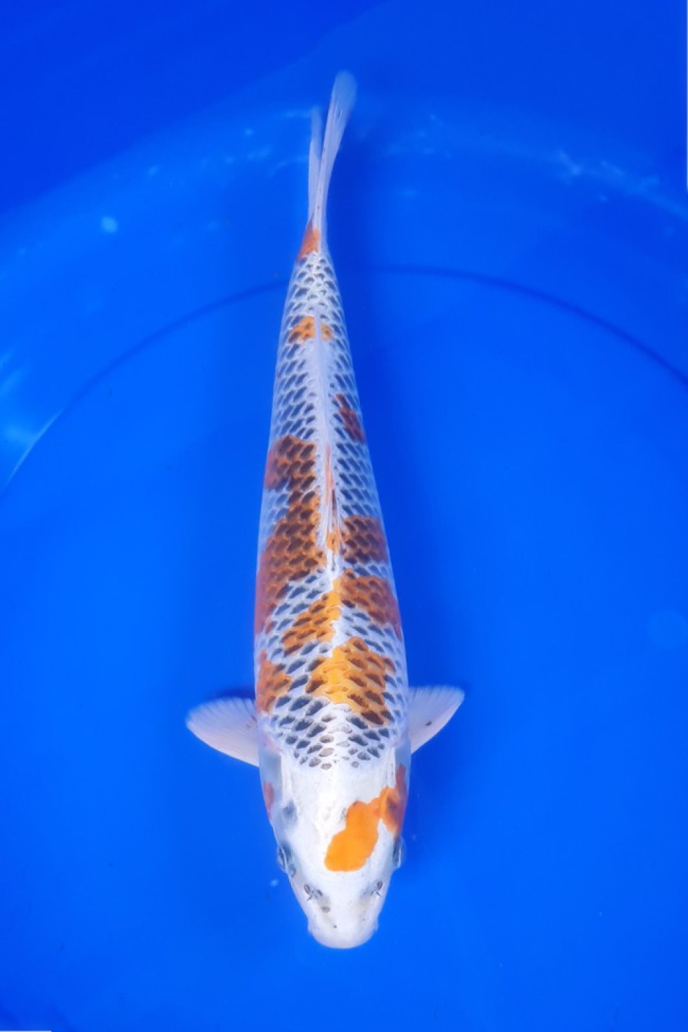 Juara 1