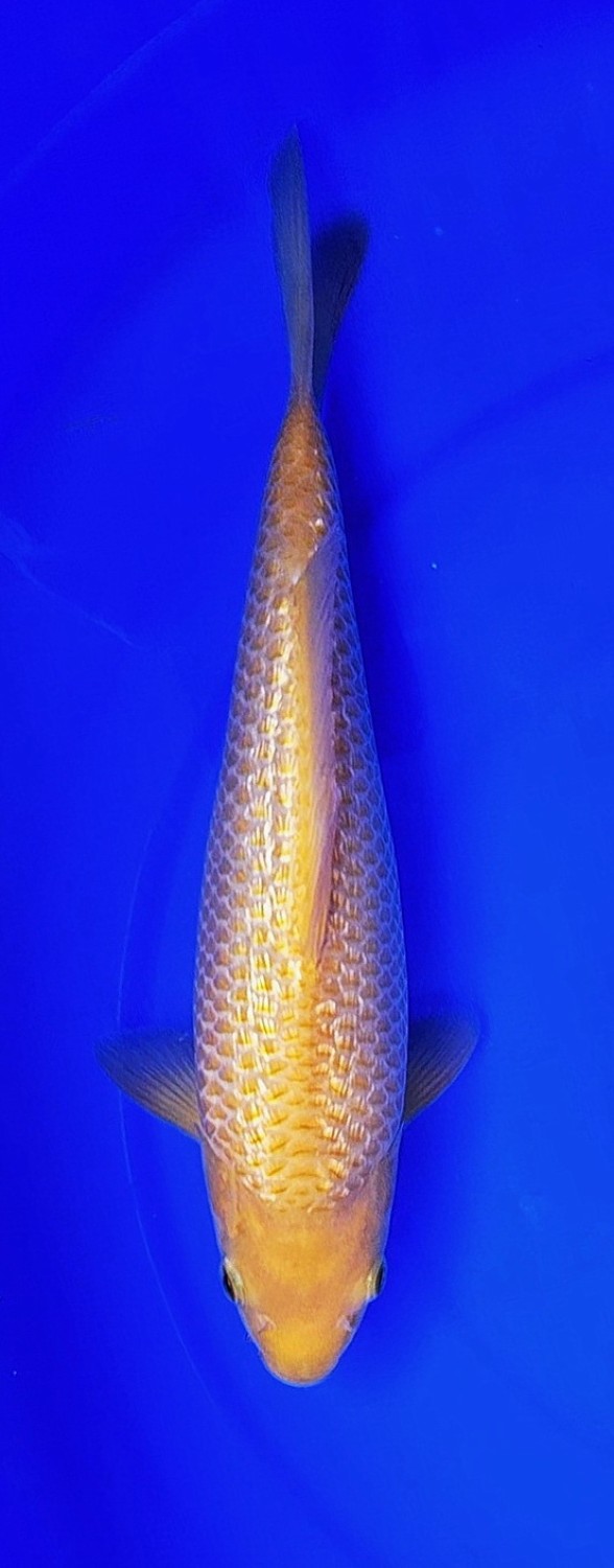 Juara 1