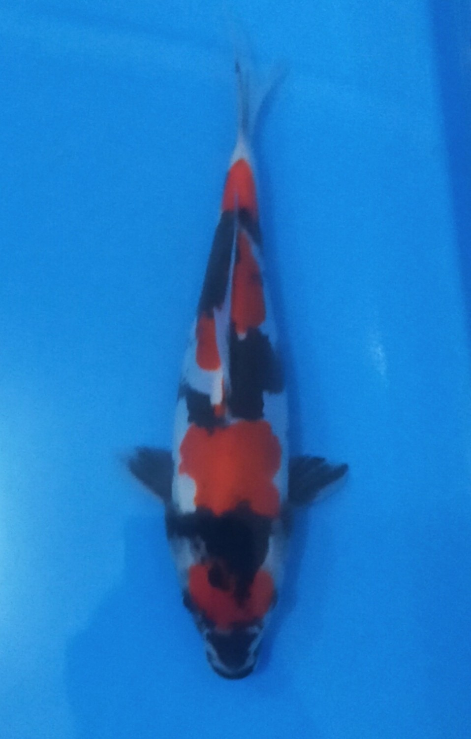 Juara 2
