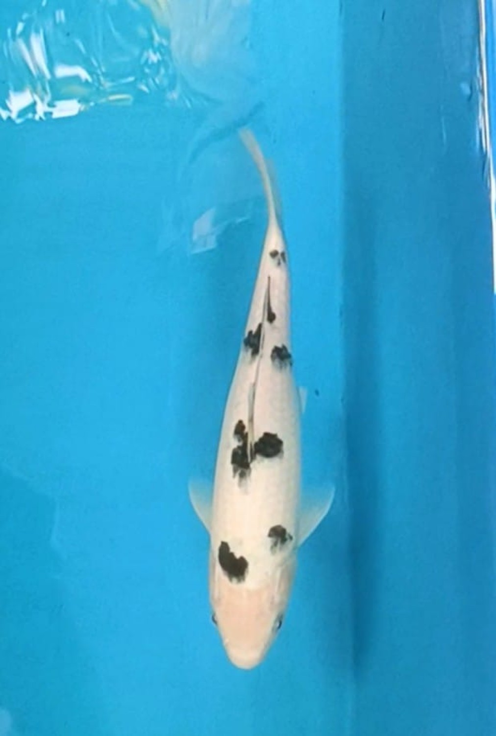 D. Cempaka Prize, 26 - 30 cm