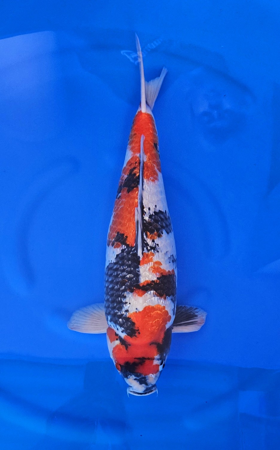 Juara 1