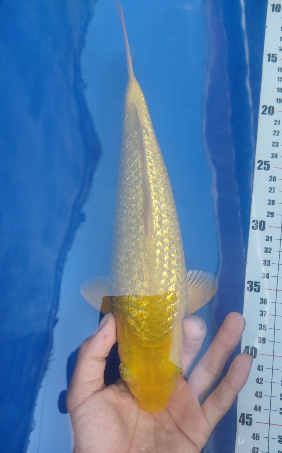 Juara 3