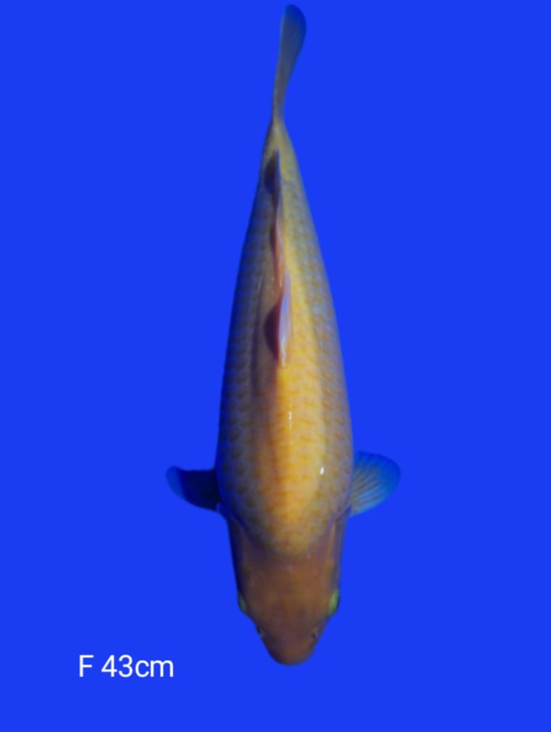 Juara 1
