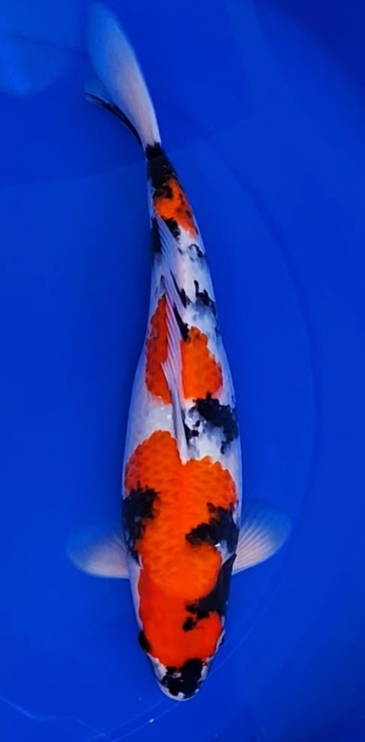 Juara 4