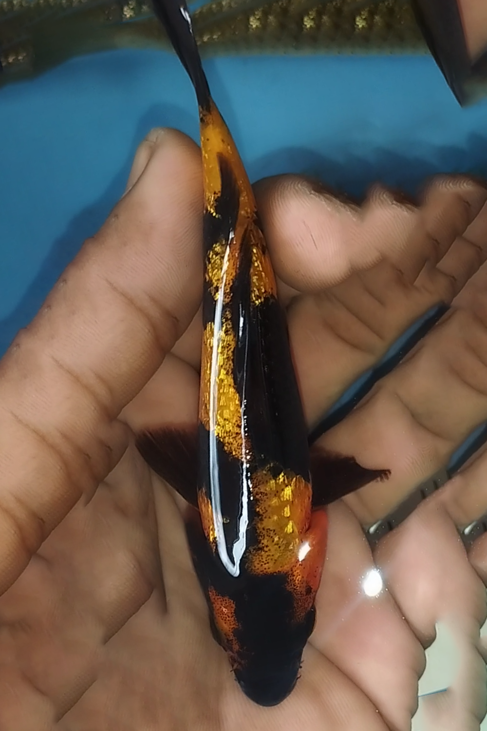 Juara 4