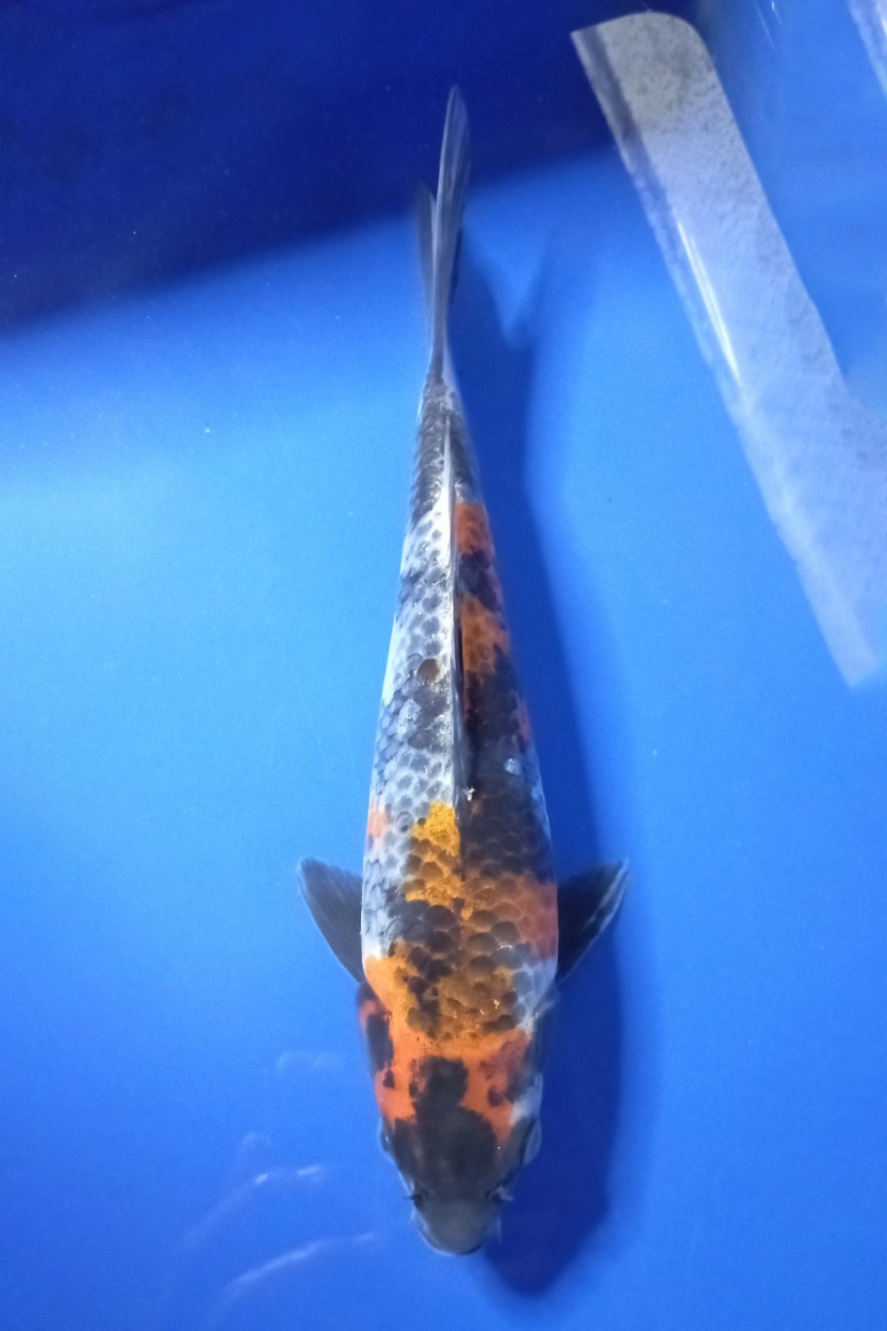 Juara 3
