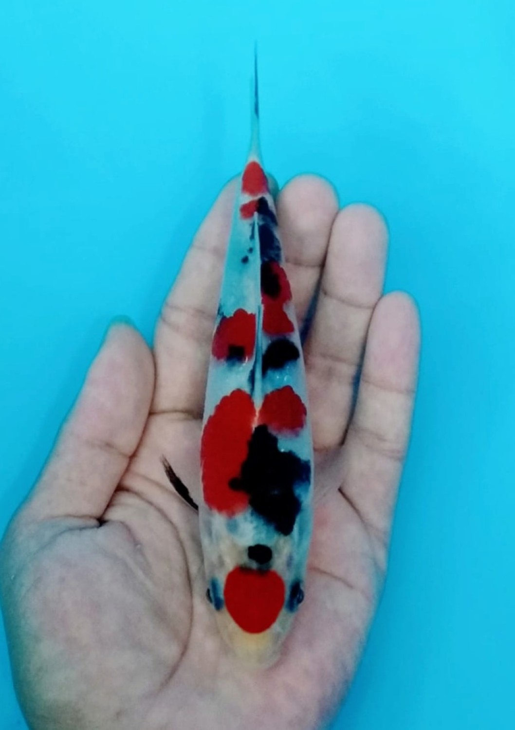 Juara 2