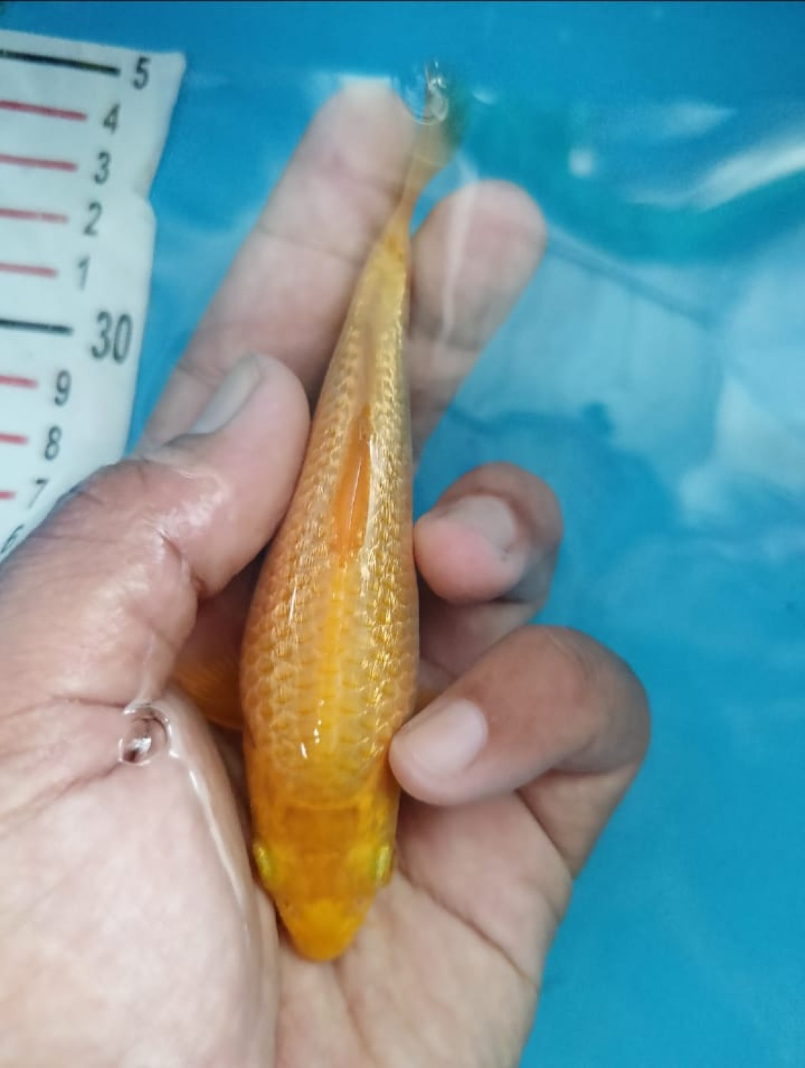 Juara 2