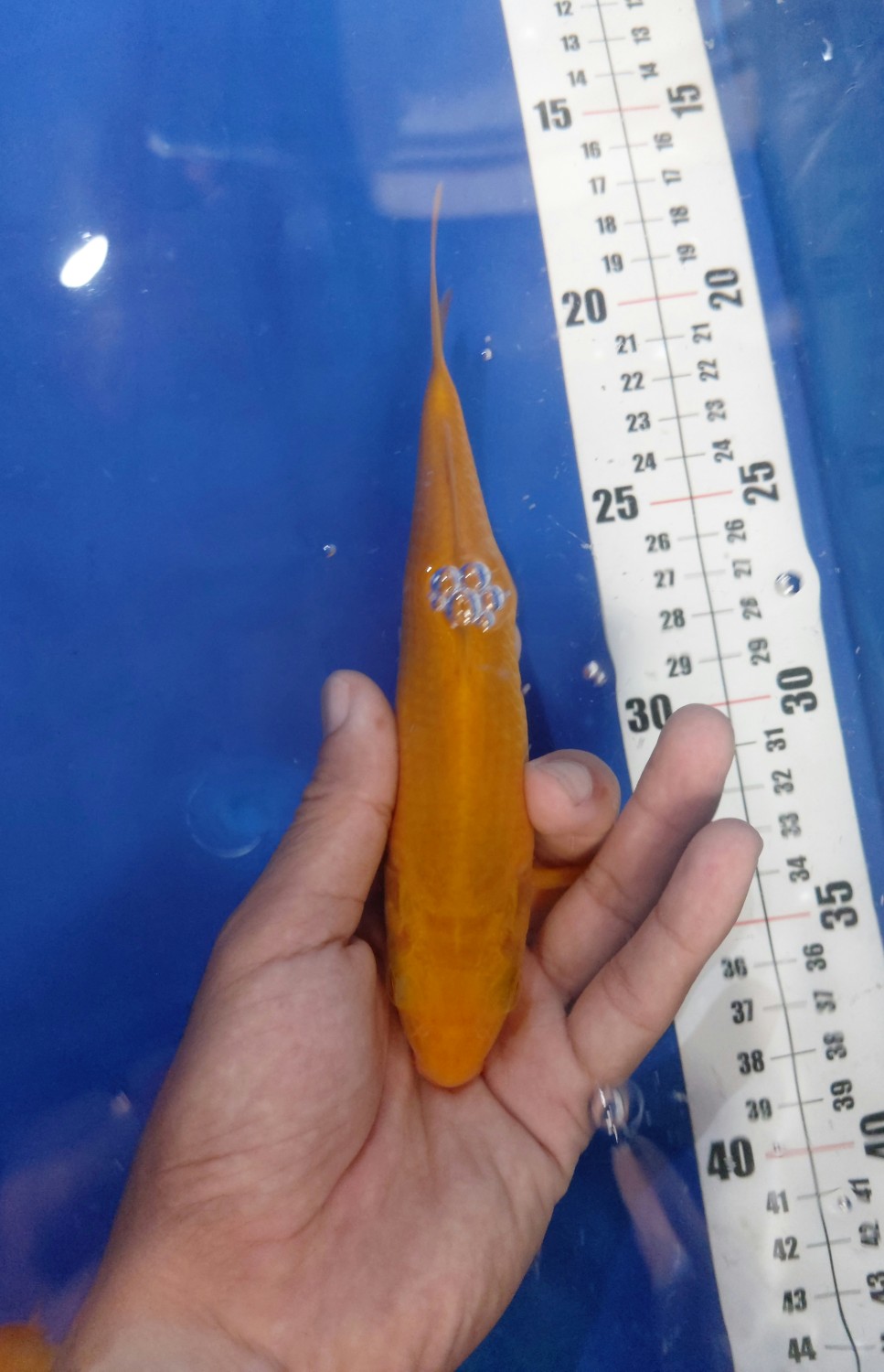 Juara 2