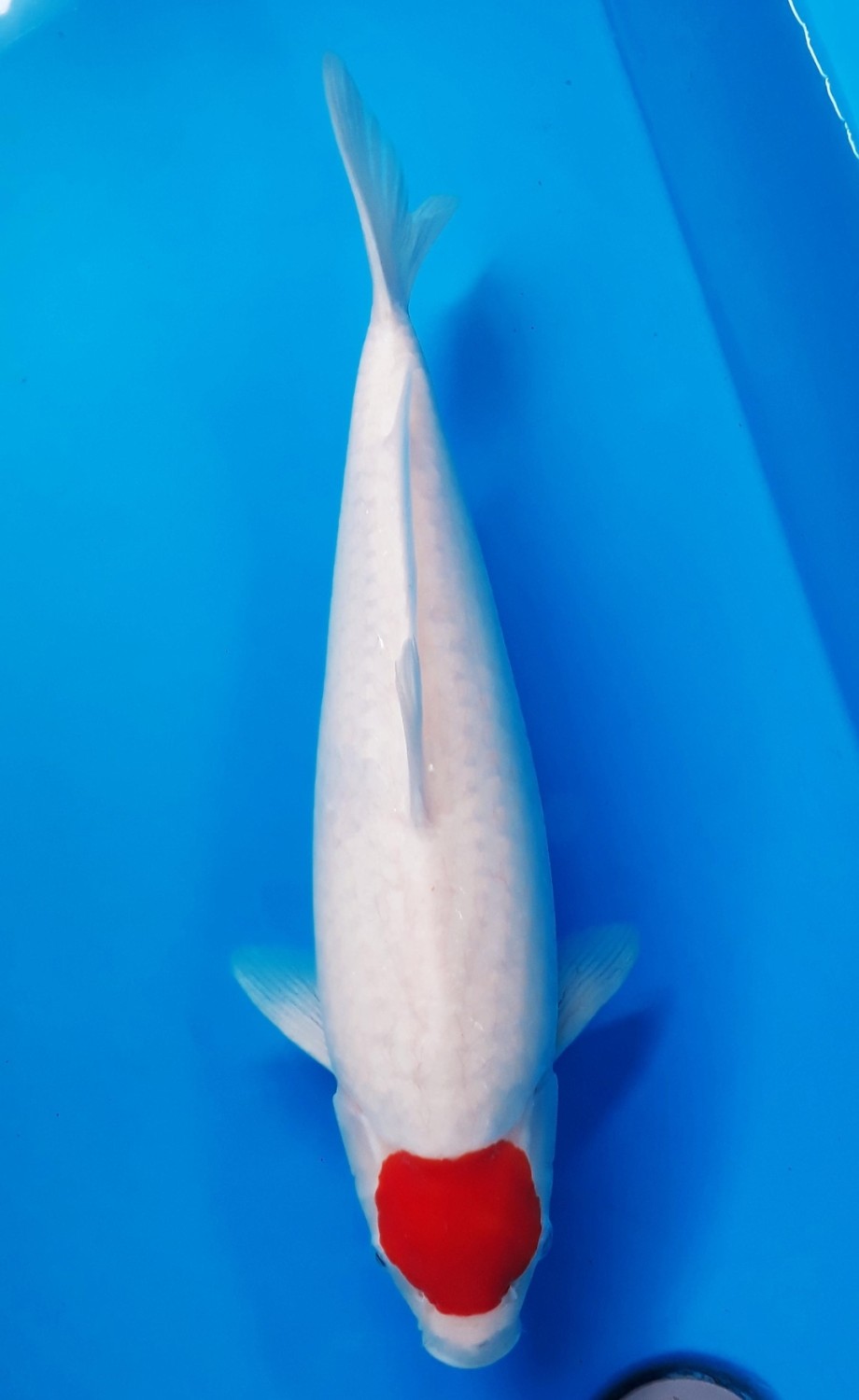 C. Anggrek Prize, 41 - 45 cm