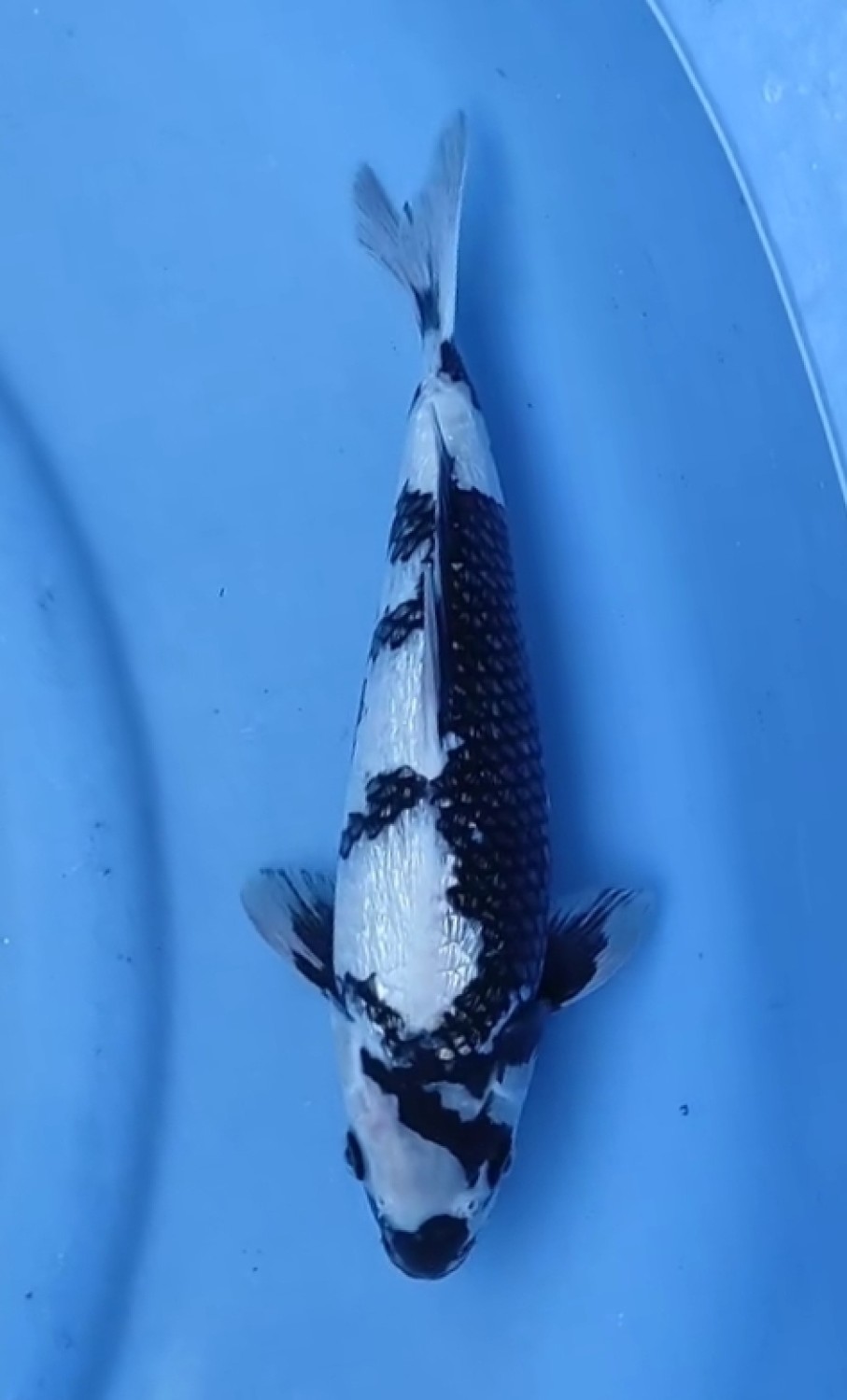 C. Anggrek Prize, 26 - 30 cm