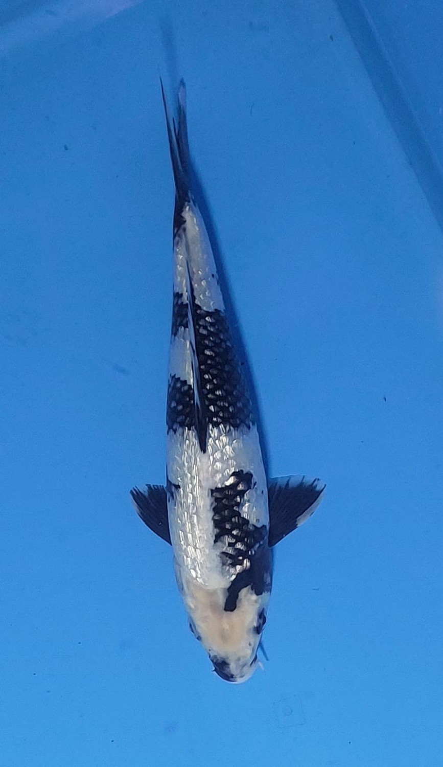 Juara 1