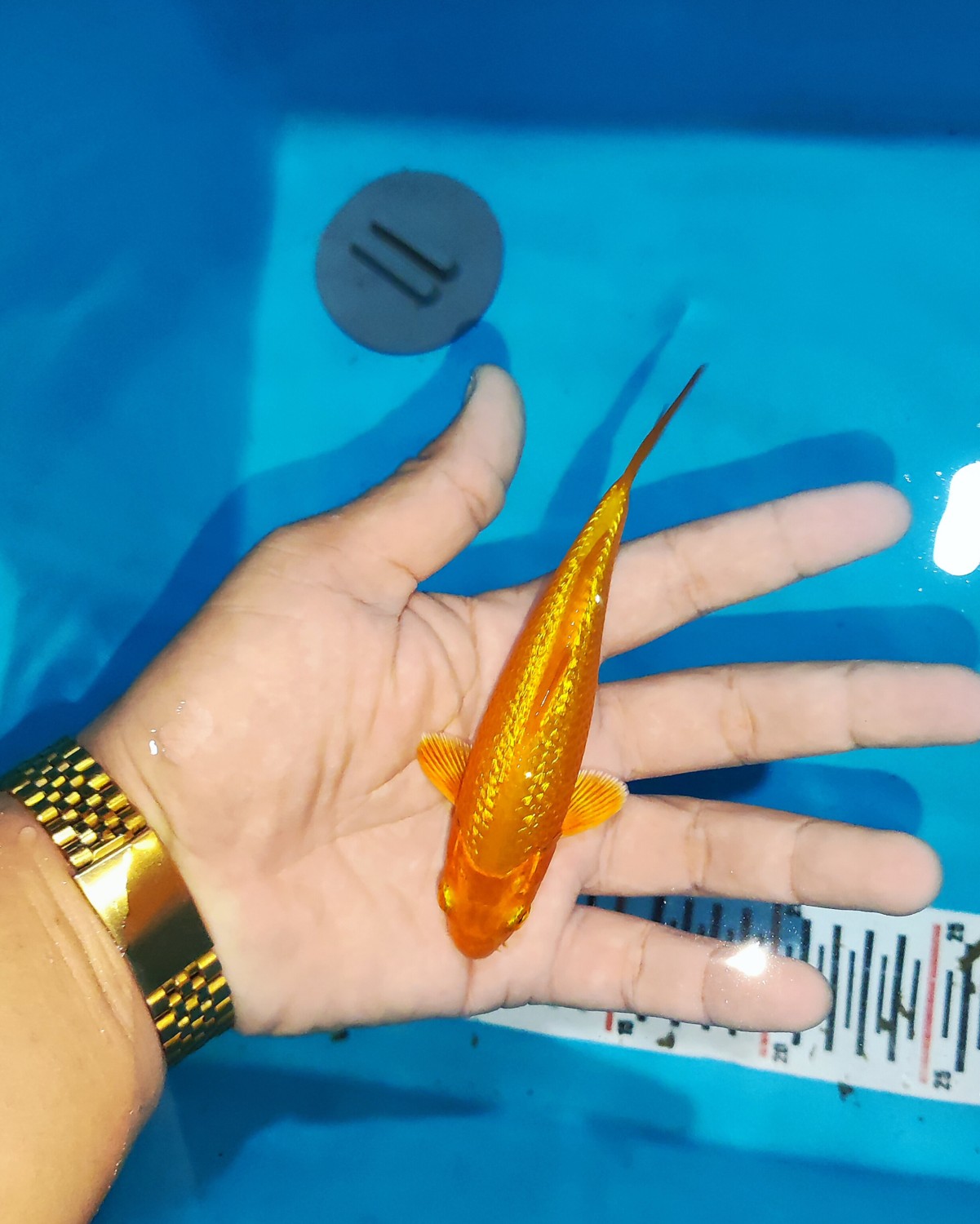 E. Kamboja Mini Champion