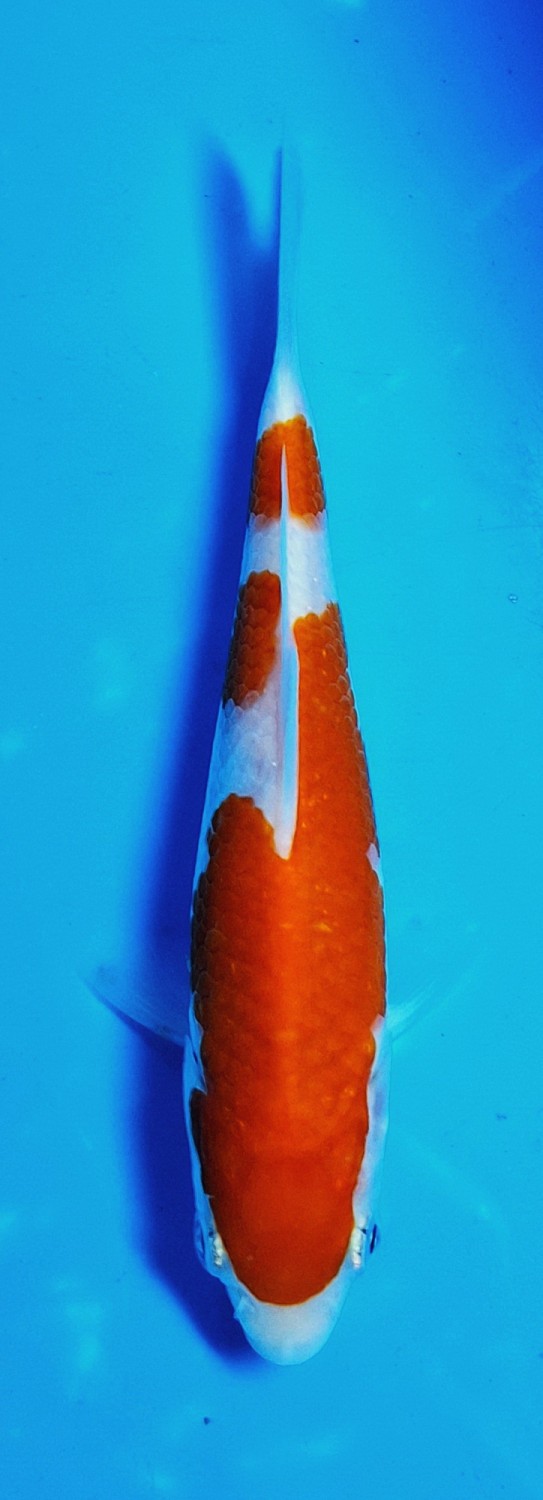 Juara 1