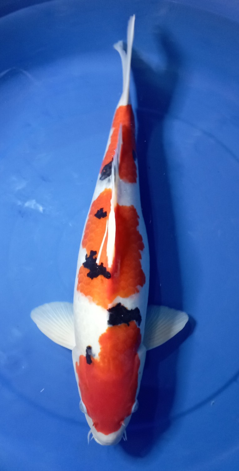 Juara 1