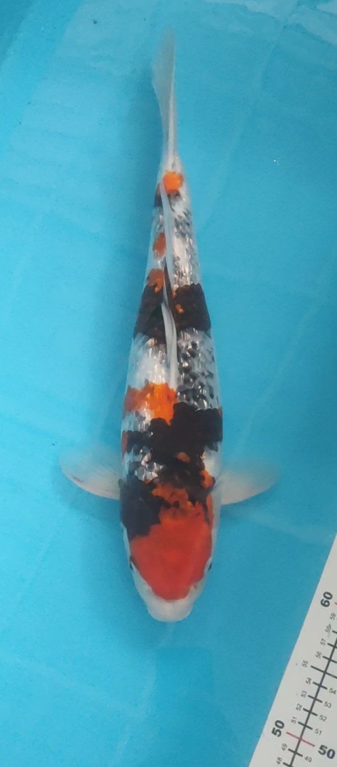 Juara 1