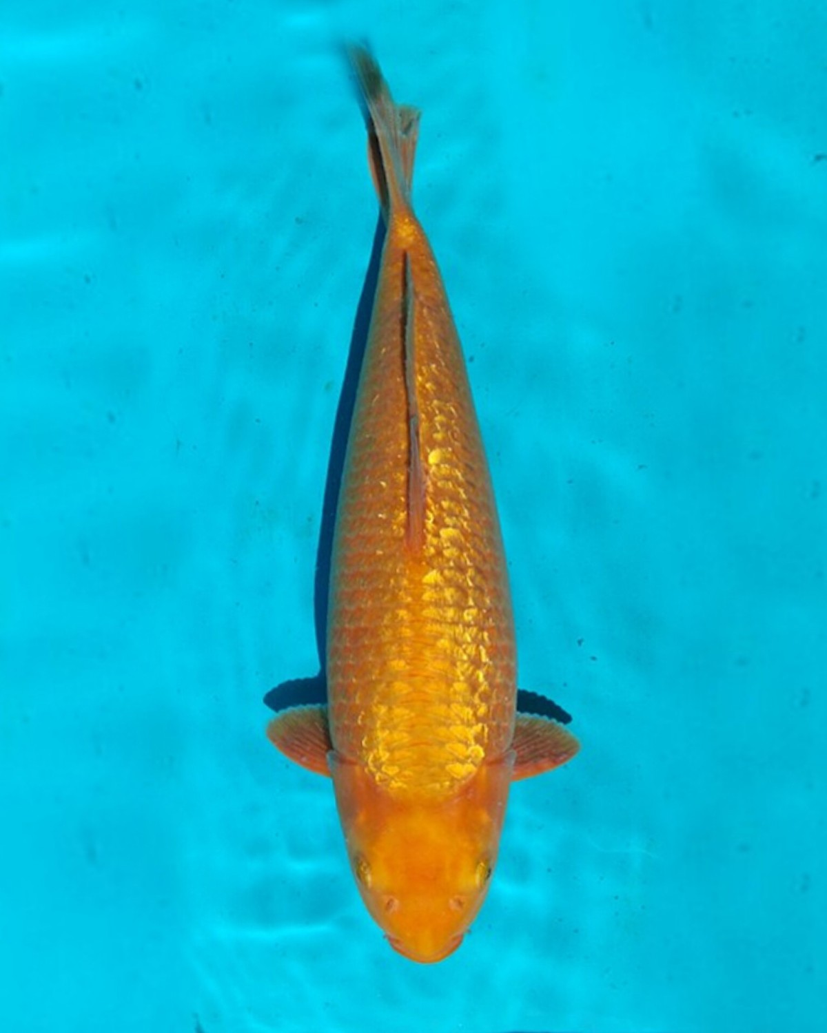 Juara 2