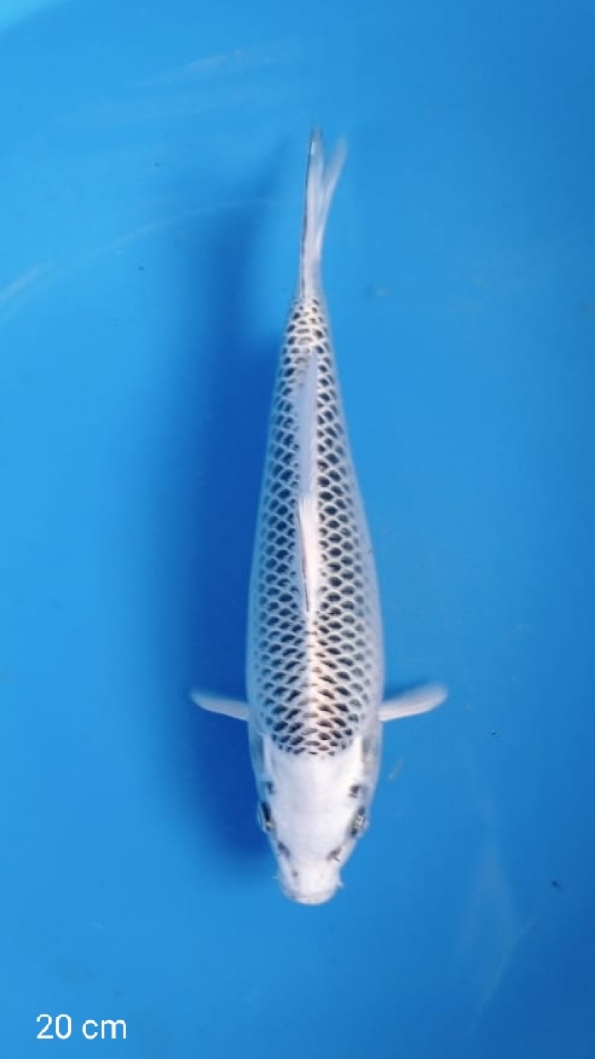 E. Kamboja Prize, 16 - 20 cm