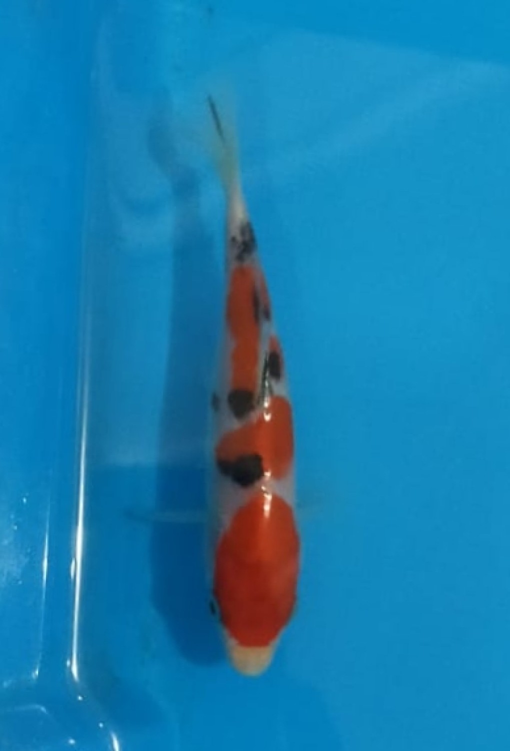 Juara 5